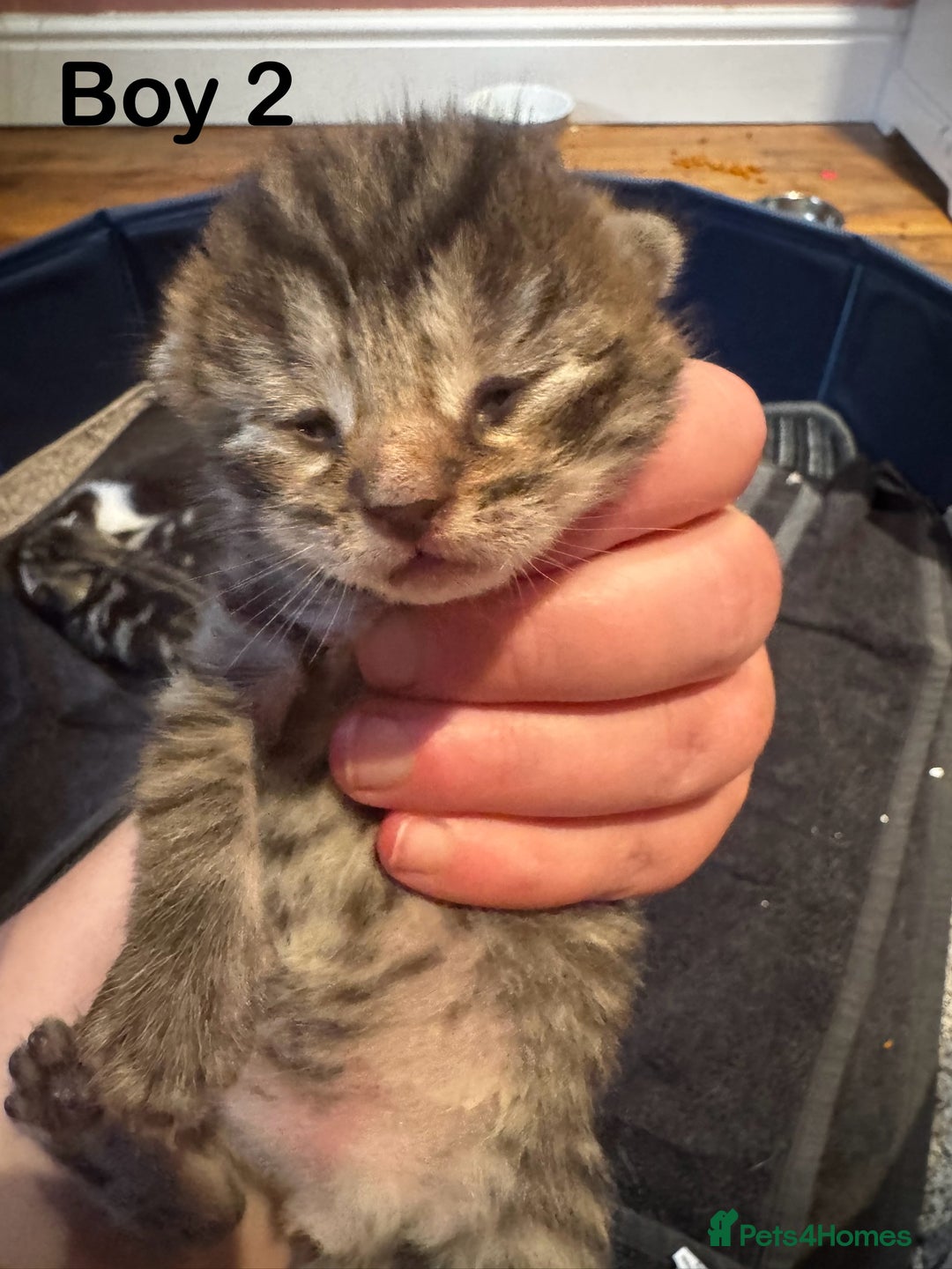 Mixed Breed cats for sale: Stunning  unique kittens  - Image 17