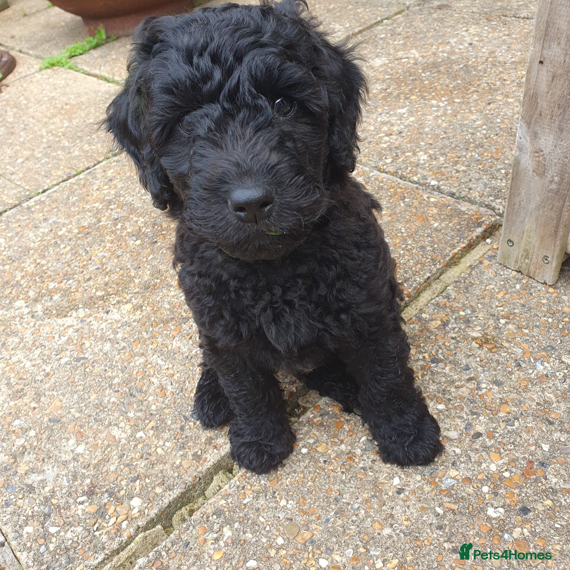 Mixed Breed dogs Labradoodle x Sproodle - Advert 18