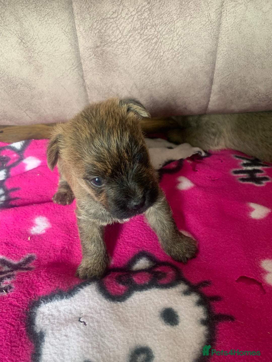Cairn Terrier dogs for sale: Quality litter KC reg Cairn Terrier Puppies  - Image 3