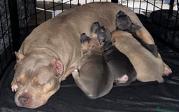 Mixed Breed dogs for sale: Beautiful chunky bully cross staffy pups tri /fawn - Image 39