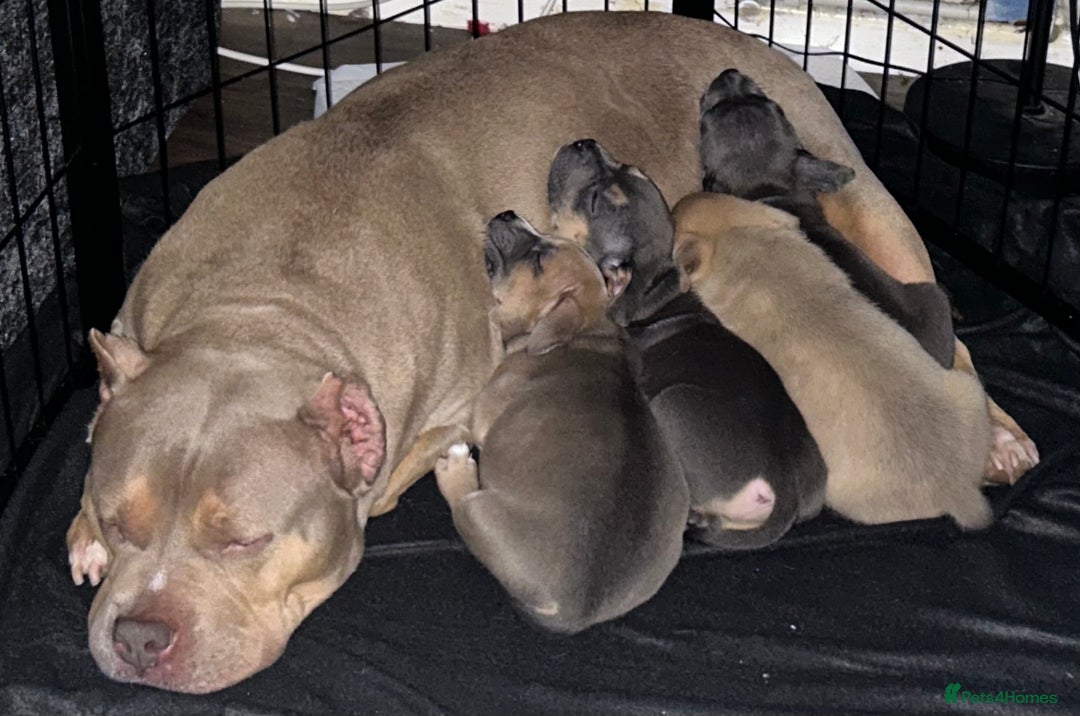 Mixed Breed dogs for sale: Beautiful chunky bully cross staffy pups tri /fawn - Image 39
