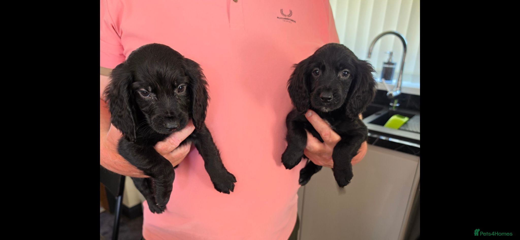 Cocker Spaniel dogs Cockerspaniel pups  - Advert 16