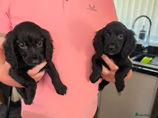 Cocker Spaniel dogs Cockerspaniel pups - Advert 16