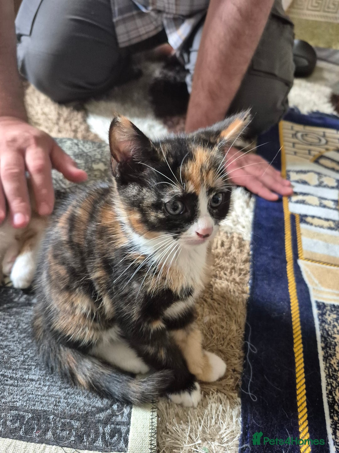 Mixed Breed cats for sale: 3 black and white females and 1 tortoise  - Image 3