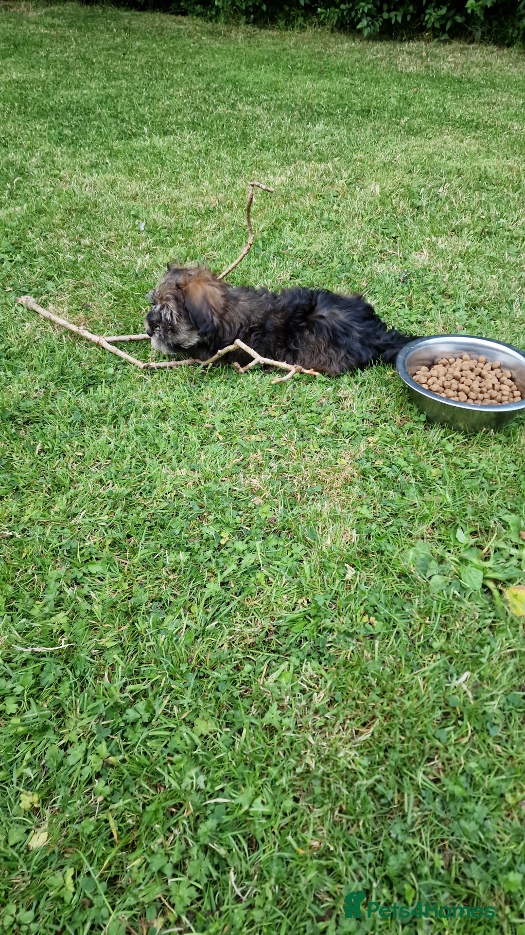 Havanese dogs for sale: Havanese  - Image 3