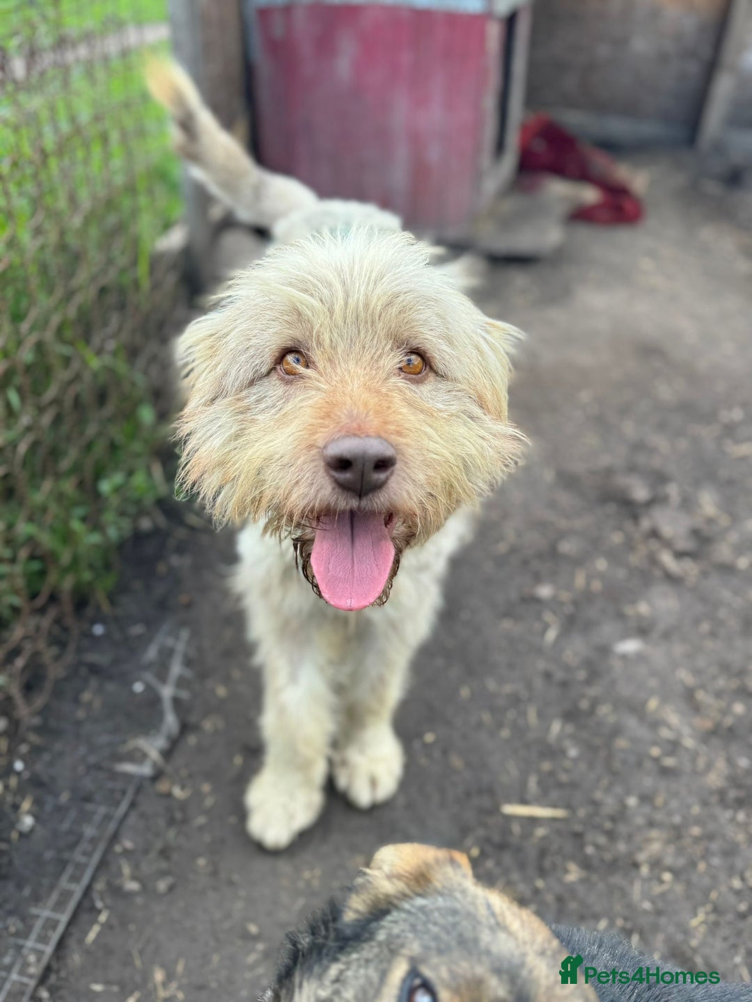 Mixed Breed dogs for adoption: SZITA, a Lovely Big Girl - for a Loving Home - Image 1