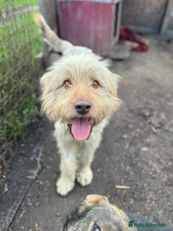 SZITA, a Lovely Big Girl - for a Loving Home