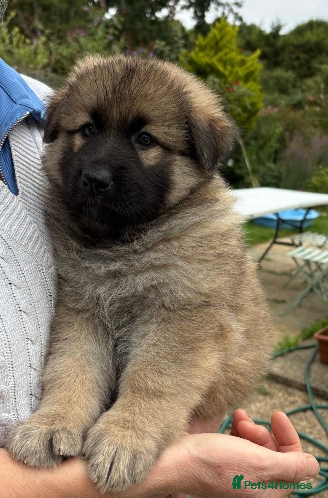 German Shepherd dogs for sale: Adorable GSD pups, straight back line, KC reg - Image 25