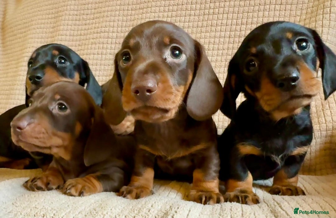 Miniature Dachshund dogs for sale: KC Reg, Health tested, miniature Dachsund Puppies - Image 10