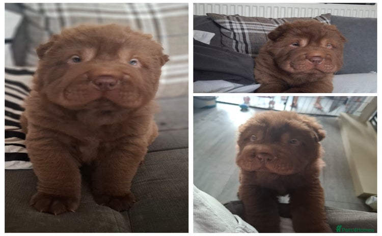 Shar Pei dogs - Advert 1
