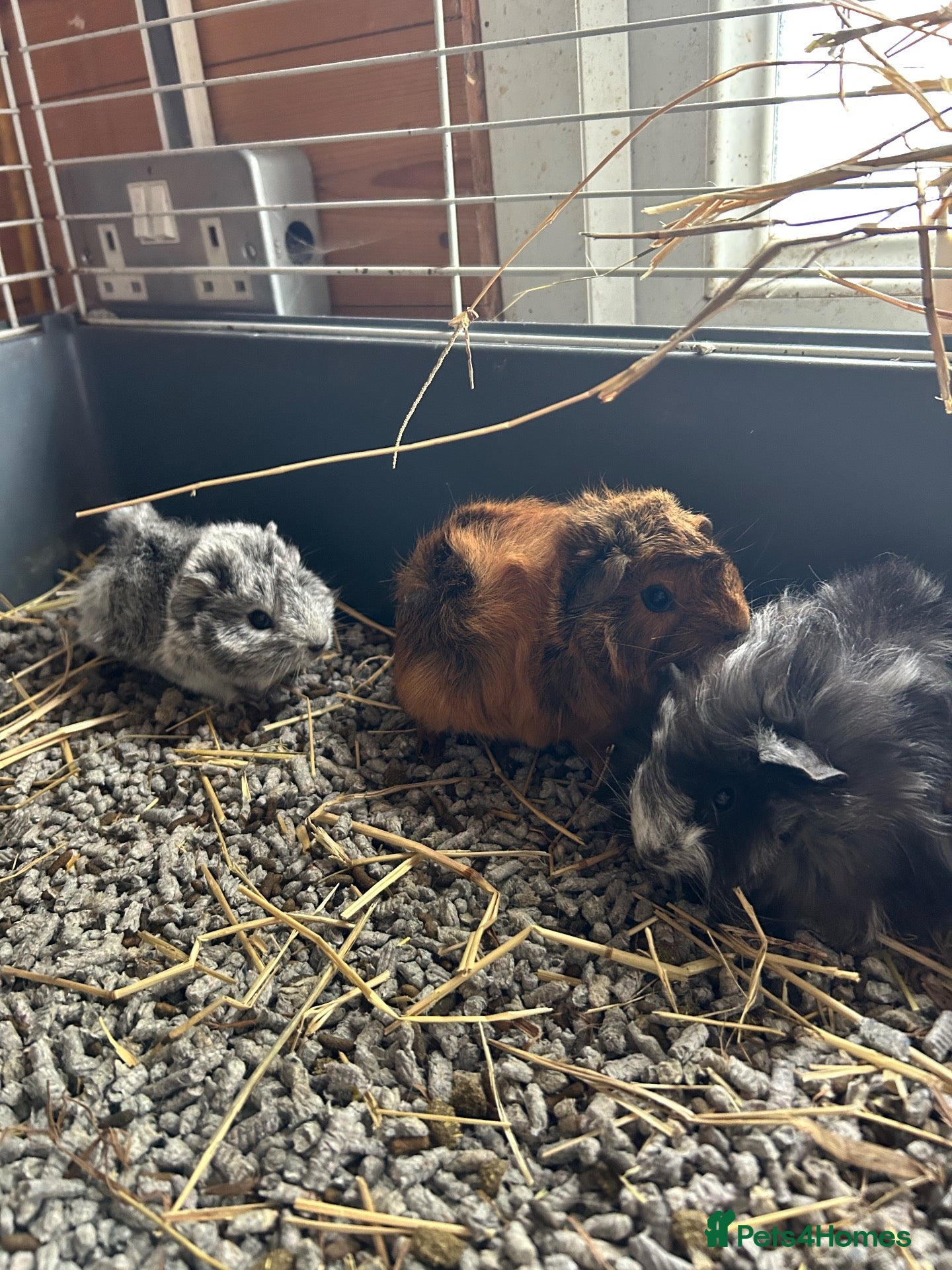 Guinea Pig rodents Baby guinea pigs  - Advert 1
