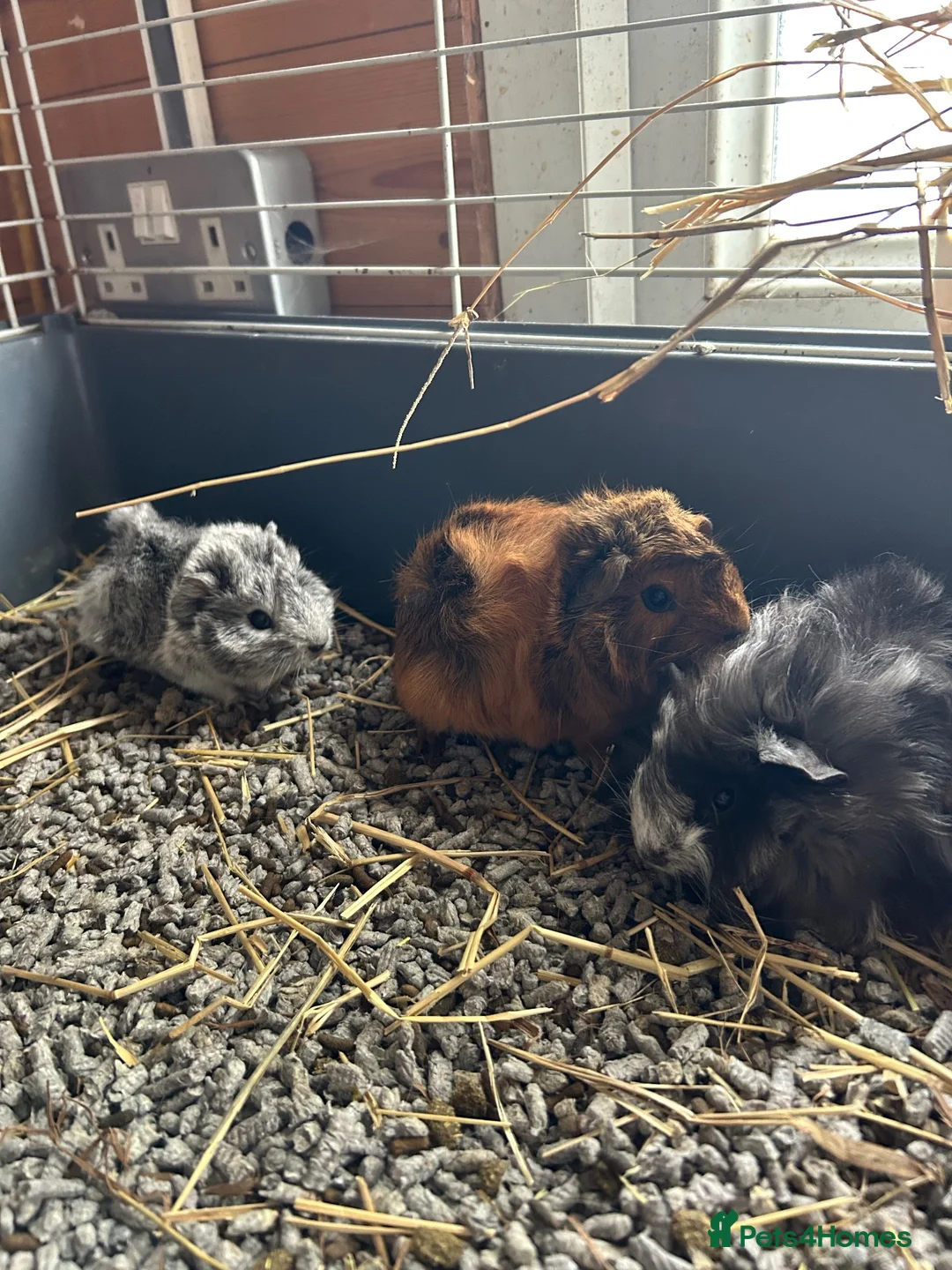 Guinea Pig rodents for sale: Baby guinea pigs  - Advert 1
