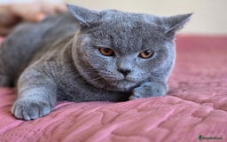 Scottish Fold cats for sale: Last British Shorthair kitten - Advert 29