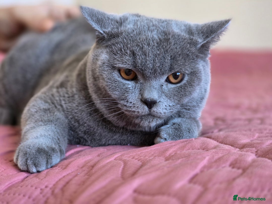 Scottish Fold cats for sale: Last British Shorthair kitten - Advert 29