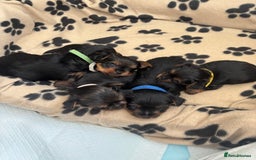 Yorkshire Terrier dogs for sale: ❤️Last girl available Miniature yorkshire terrier - Image 11