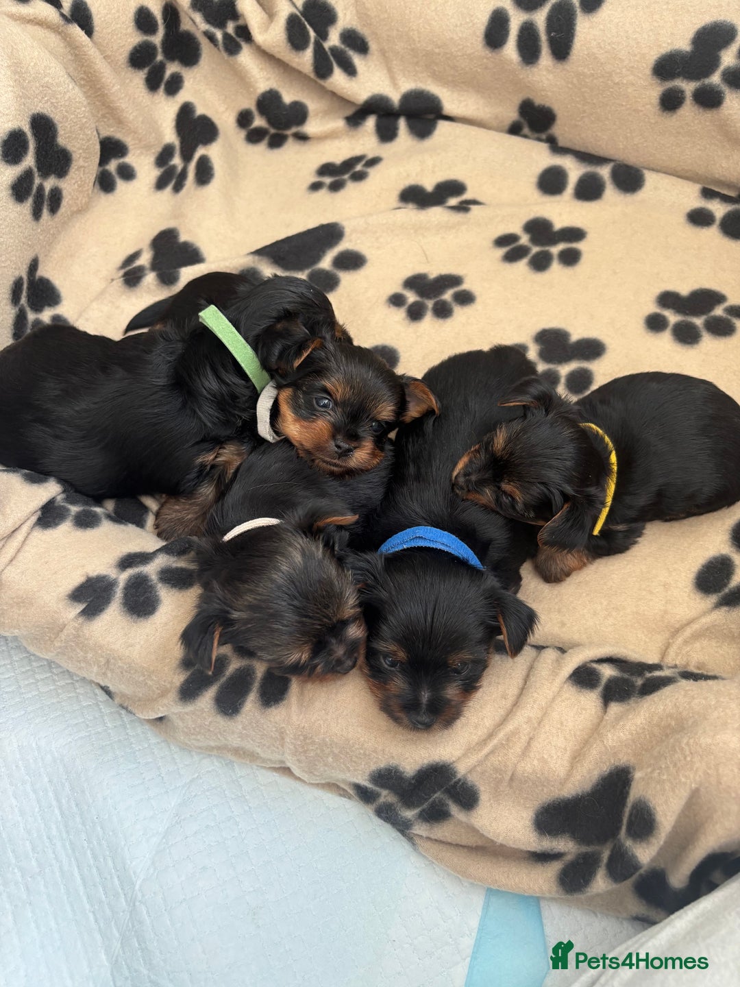 Yorkshire Terrier dogs for sale: ❤️Last girl available Miniature yorkshire terrier - Image 11