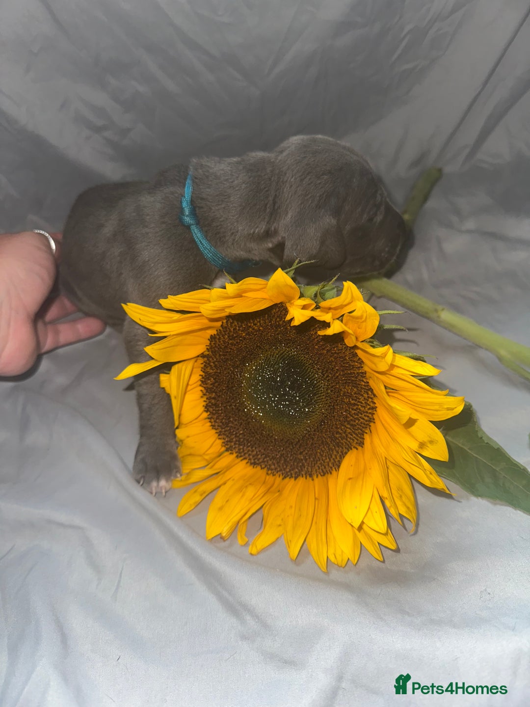 Great Dane dogs for sale: KC Registered Great Dane Puppies. - Image 5