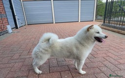 Japanese Shiba Inu dogs for sale: Health Tested Japanese Shiba Inu Puppies - Image 16