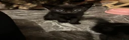 Mixed Breed cats for sale: 3 male kittens ready for their new homes!! - Advert 6