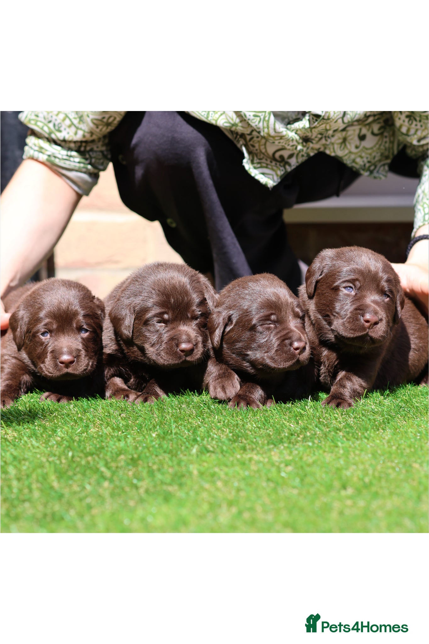 Labrador Retriever dogs PREMIUM SHOW LINES ENGLISH LABRADOR PUPPIES  - Advert 1