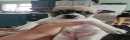 Chihuahua dogs for sale: Chihuahua pups x2 smooth coat - Advert 4