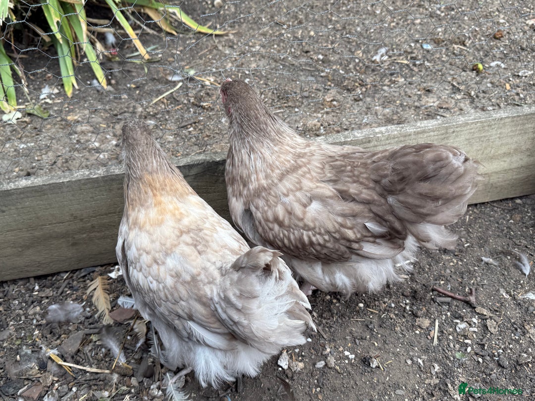 Chickens poultry for sale: 🐣 Beautiful Orpington Chicks & Cockerels for Sale - Image 15