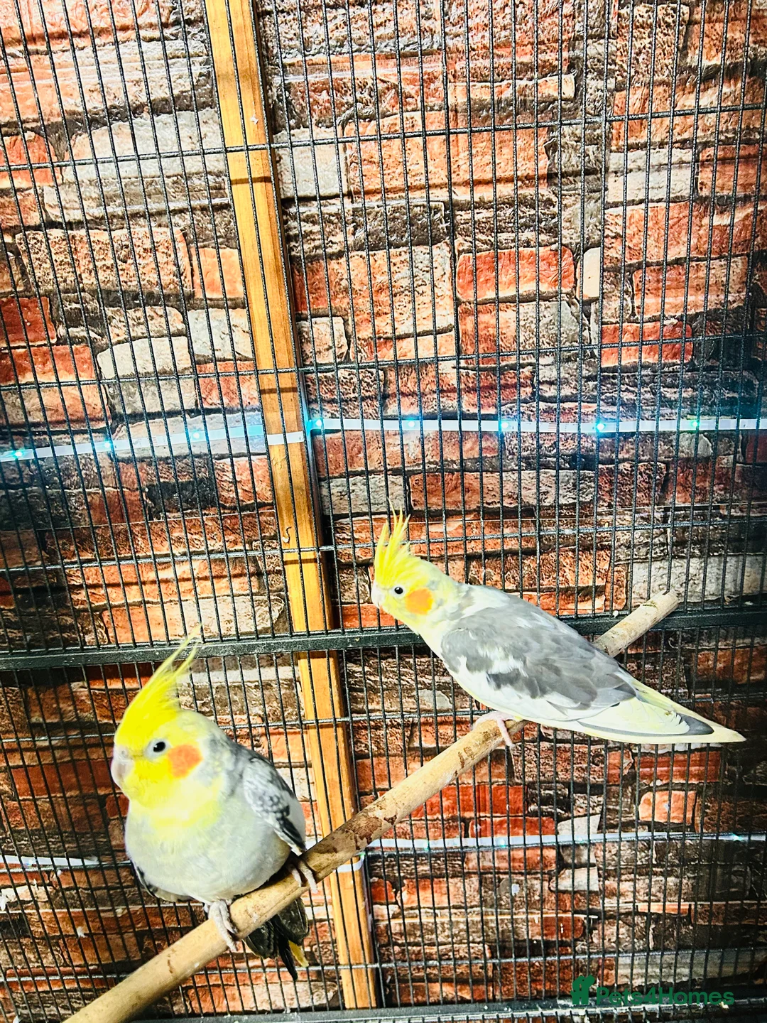 Cockatiels birds for sale: Various cockateils for sale  - Advert 6