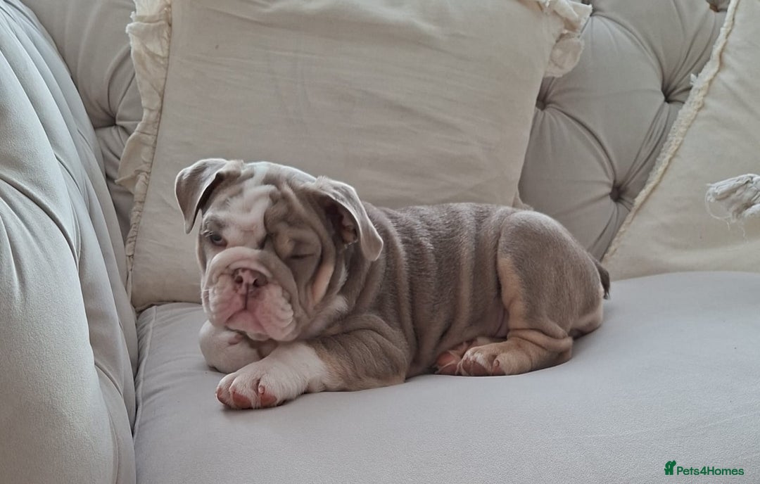 English Bulldog dogs for sale: 4 Month old, British Bulldog - Image 8