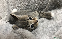 Mixed Breed cats for sale: Gorgeous Tabby kittens 7 weeks old  - Image 5