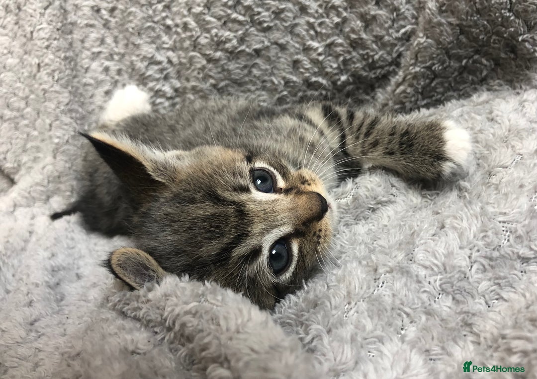 Mixed Breed cats for sale: Gorgeous Tabby kittens 7 weeks old  - Image 5