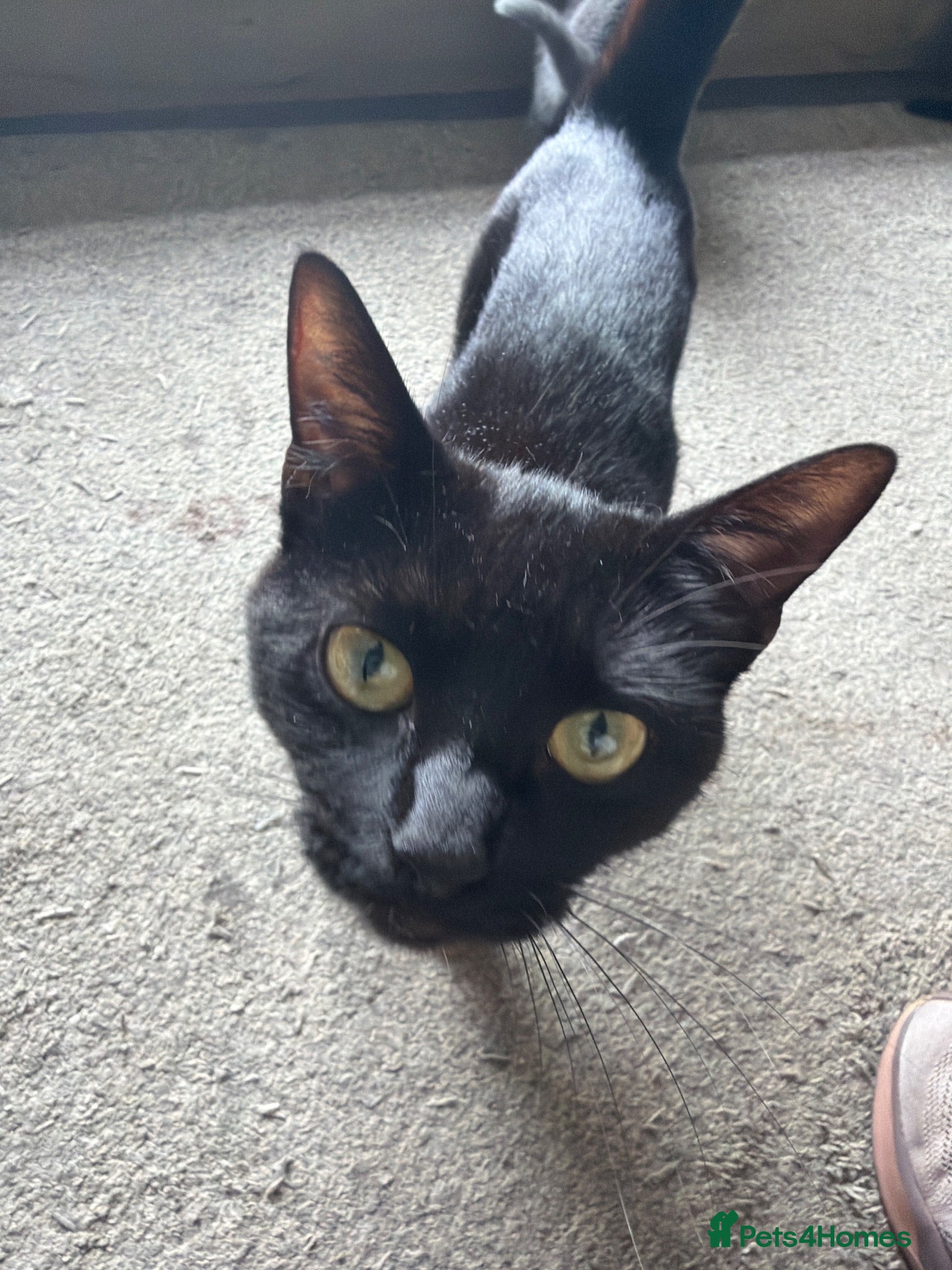 Mixed Breed cats Very cute and cuddly kittens  - Advert 6