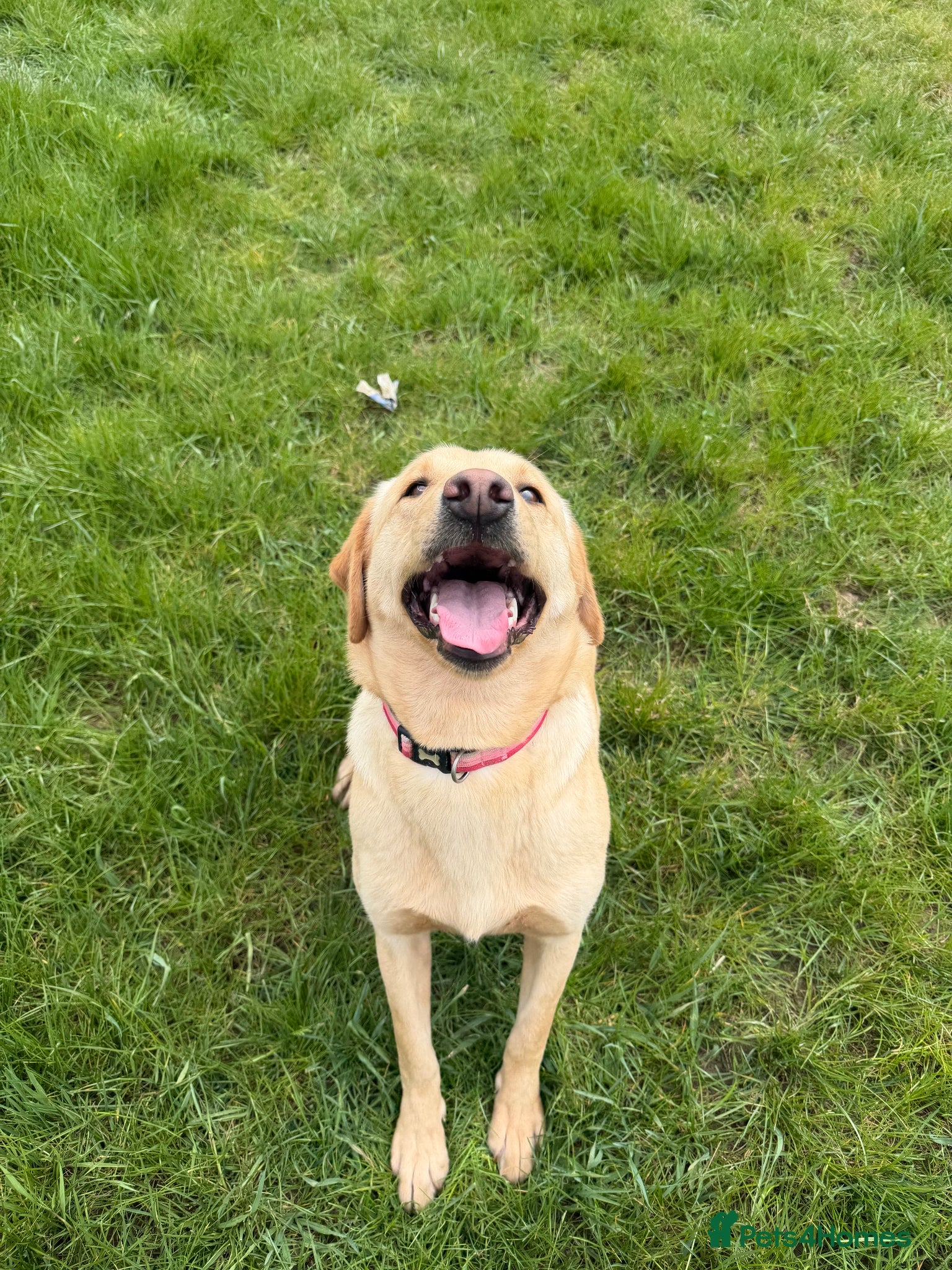Labrador Retriever dogs for sale: Labrador girl looking for new home  - Advert 1