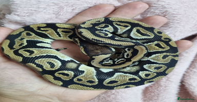 Python Snake reptiles - Advert 10
