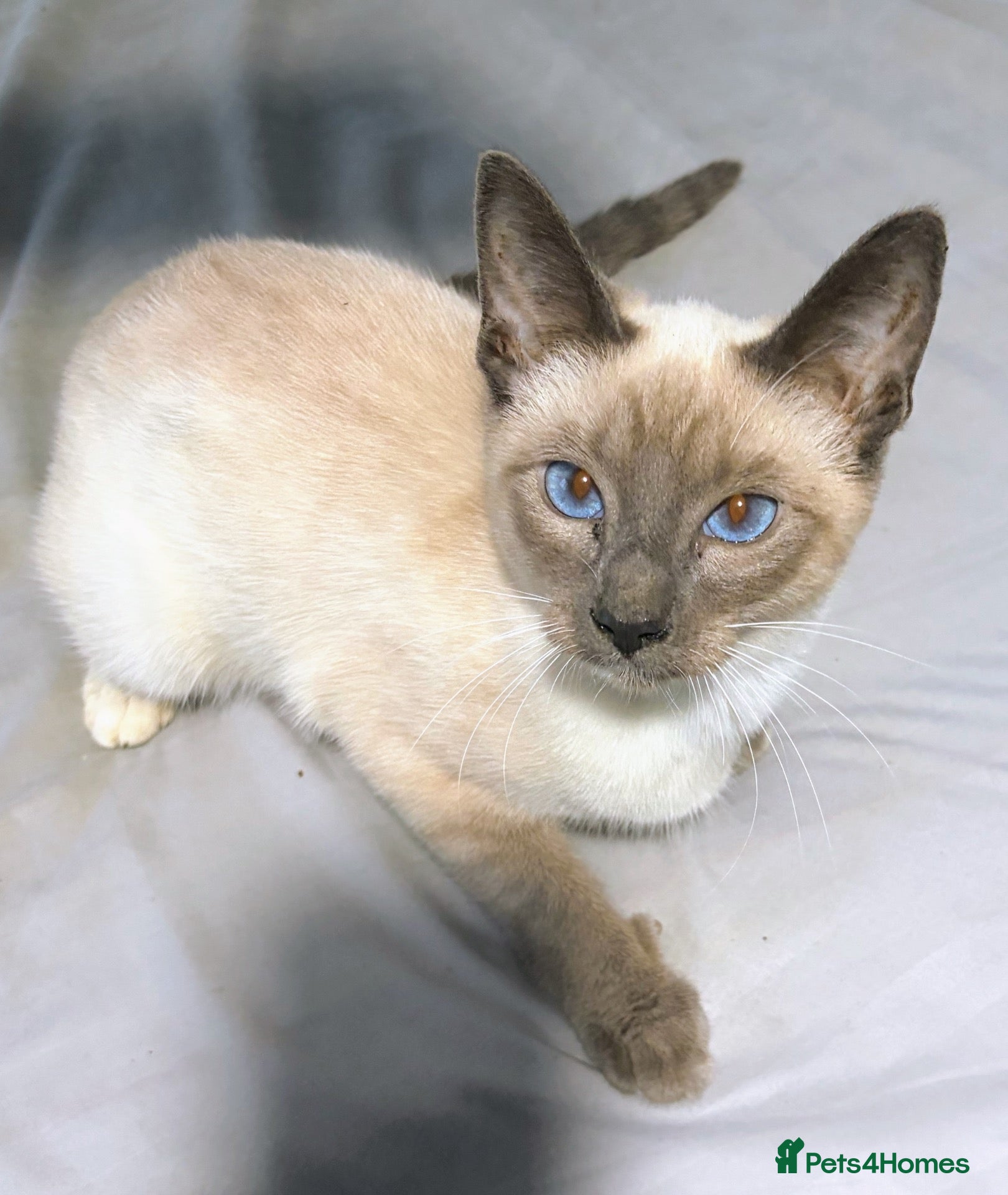 Siamese cats Beautiful Siamese kittens - Advert 1