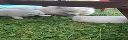 Samoyed dogs for sale: 2 Samoyed Puppies Looking for Their Forever Homes in Craven Arms - Advert 6