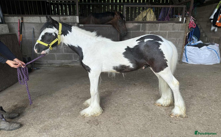 Irish Cob horses - Advert 1