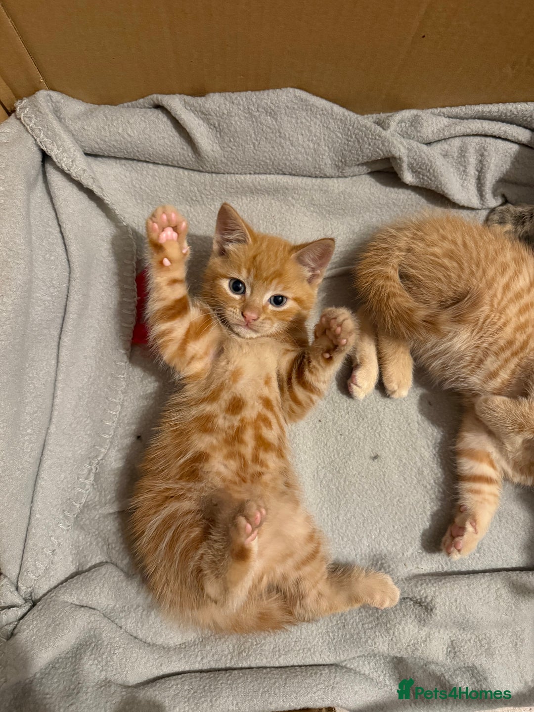 British Shorthair cats for sale: Gorgeous kittens  - Advert 28