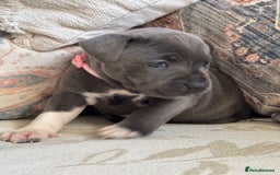 Staffordshire Bull Terrier dogs for sale: Kc registered blue Staffordshire puppies  - Image 8