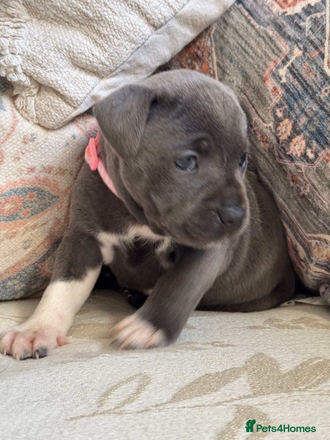 Staffordshire Bull Terrier dogs for sale: Kc registered blue Staffordshire puppies  - Image 8