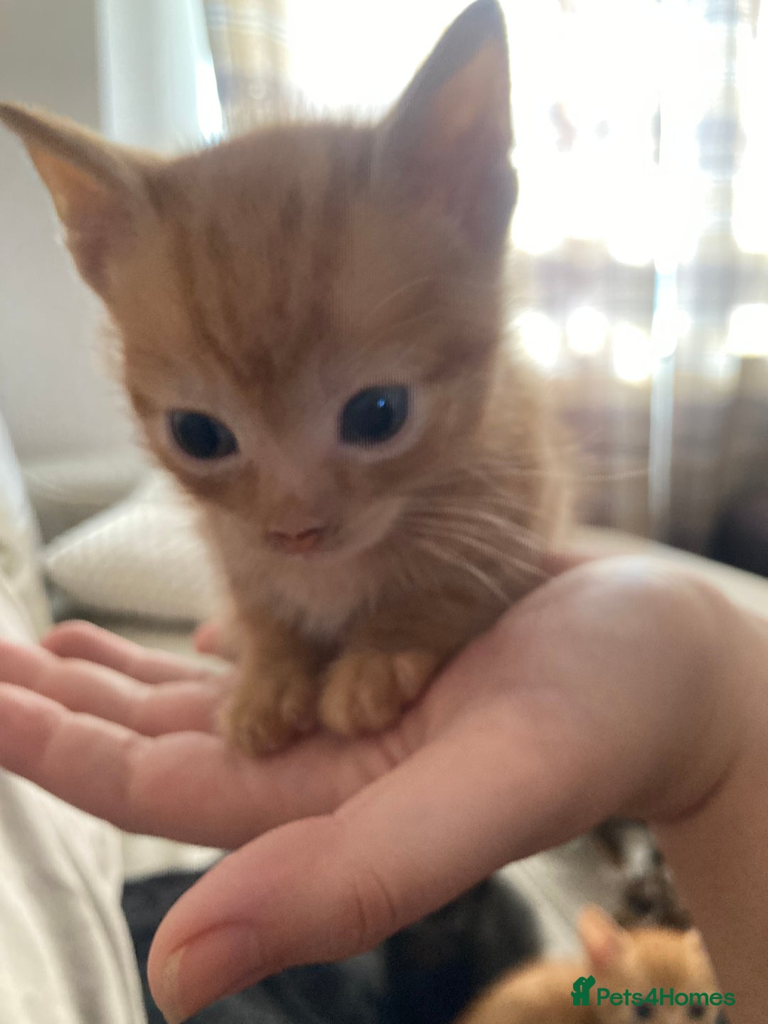 Domestic Shorthair cats for sale: 5 kittens looking for homes :)  - Image 7