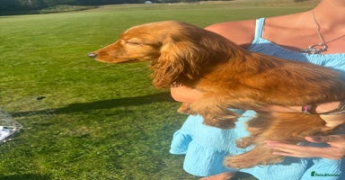 Cocker Spaniel dogs - Advert 2
