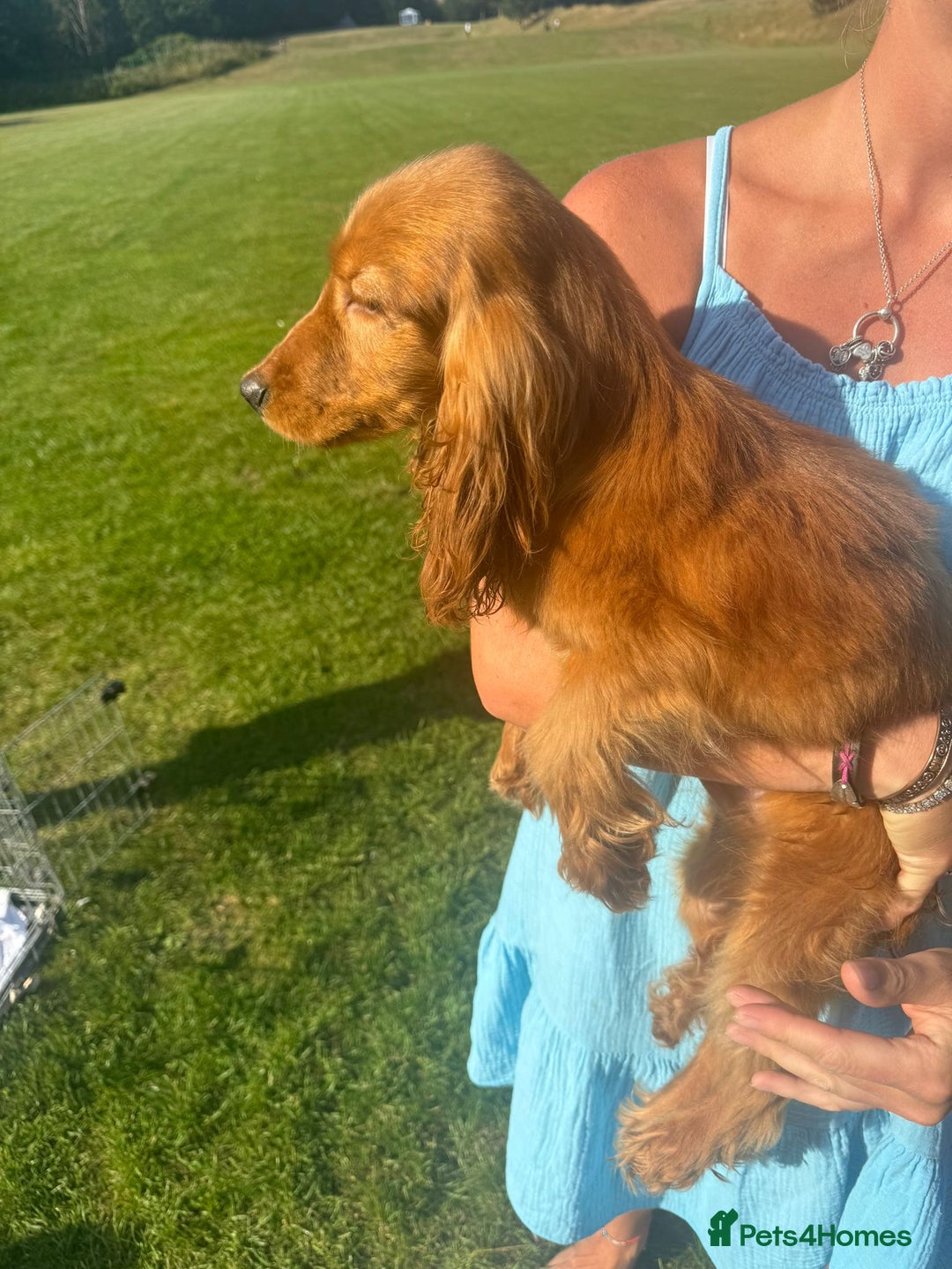 Cocker Spaniel dogs for sale: 😍 Beautiful Golden Cocker Spaniel Puppy Boy - Image 3