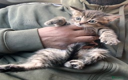 Mixed Breed cats for sale: Stunning litter of Bengal x Ragdoll kittens ready - Advert 10
