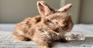 Angora rabbits - Advert 9