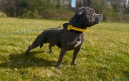 Staffordshire Bull Terrier dogs for sale: Stunning blue Staffordshire Bull terror puppy - Image 10