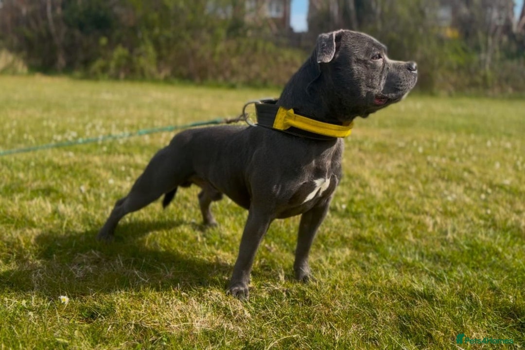 Staffordshire Bull Terrier dogs for sale: Stunning blue Staffordshire Bull terror puppy - Image 10