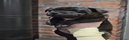 Staffordshire Bull Terrier dogs for sale: Champion stacked pedigree *Male pup *  - Advert 3