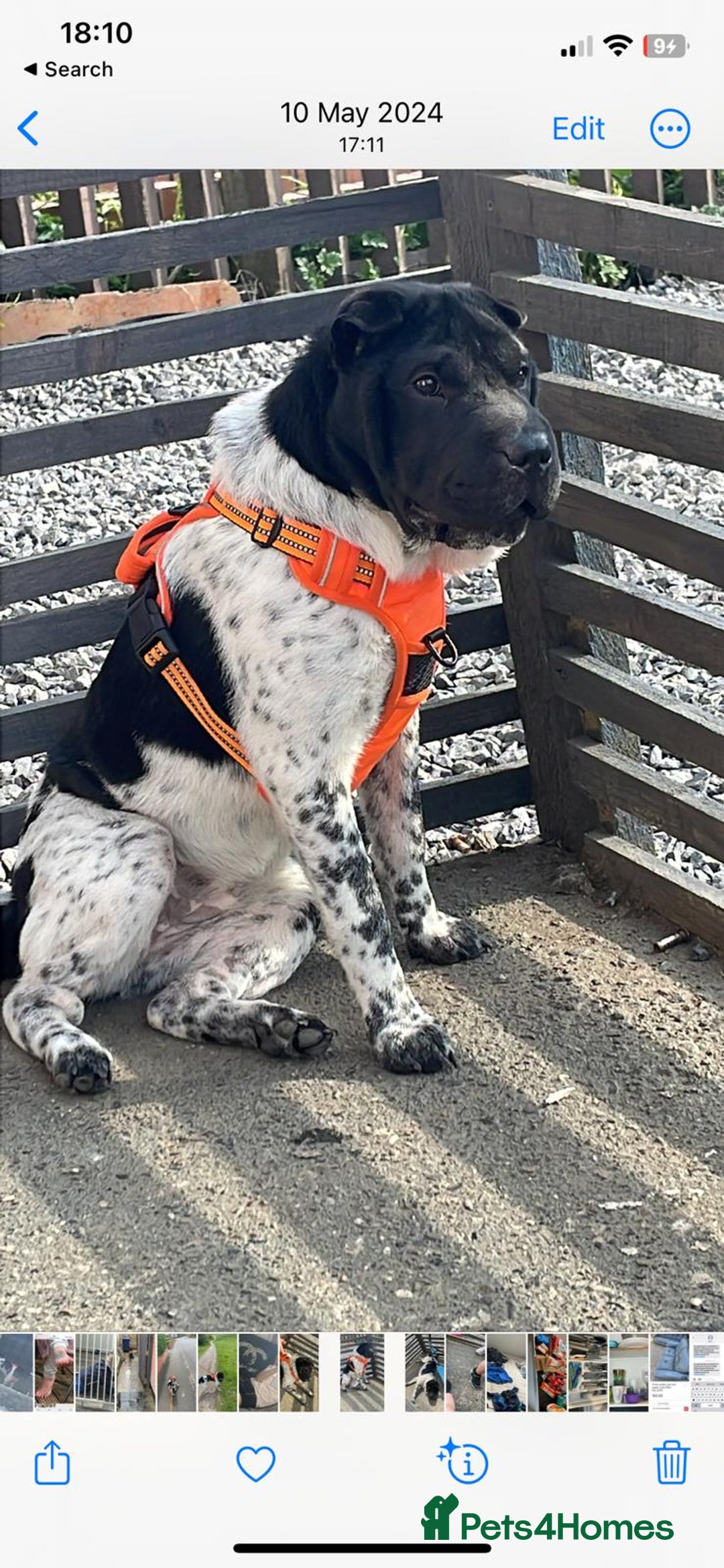 Mixed Breed dogs for sale: Lab Pei puppies  - Image 4