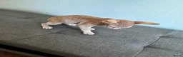 Sphynx cats for sale: Canadian sphynx ready to leave now  - Advert 15