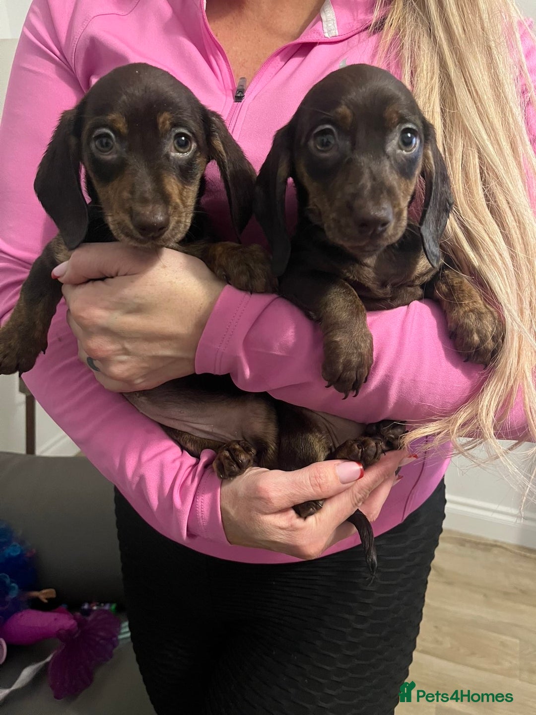 Miniature Dachshund dogs for sale: Ready now  - Advert 1